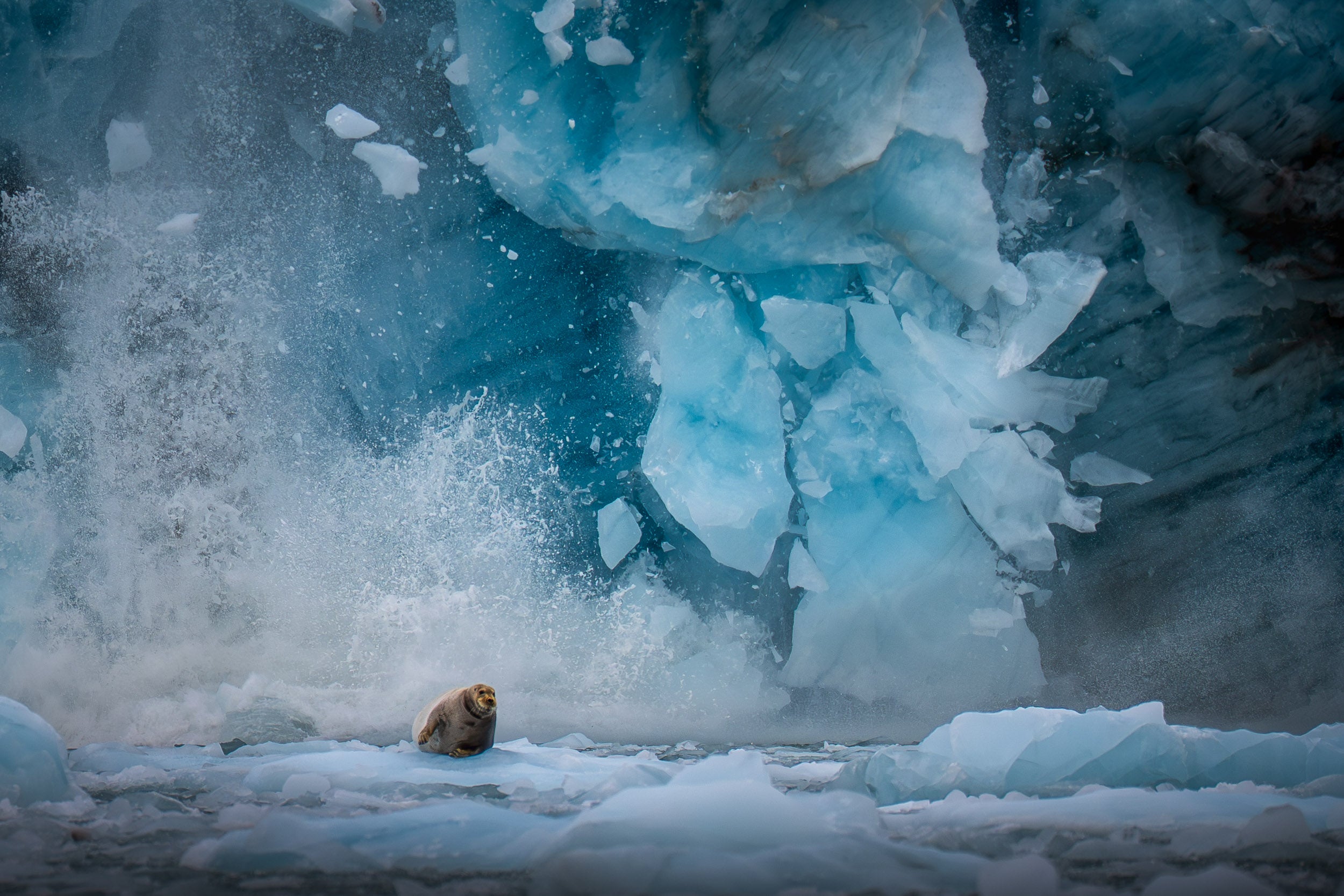 Fine art wildlife photography „CHAOS“ by Axel Schmidtke – A solitary seal amidst calving glacier ice in the Arctic, shortlisted for the Sony World Photography Awards 2026.